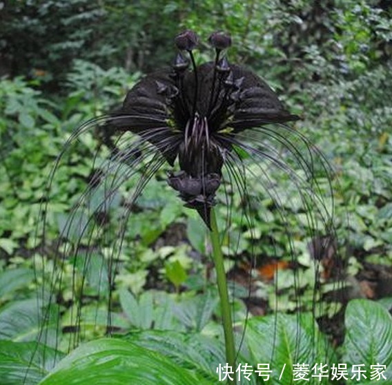 10种罕见的黑色花,都说很高贵,我怎么觉得诡异