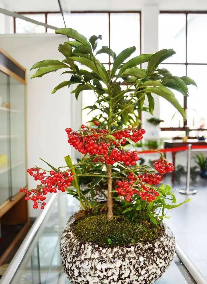 五种“旺宅花”,适合养客厅,一种比一种好养,一个比一个好看