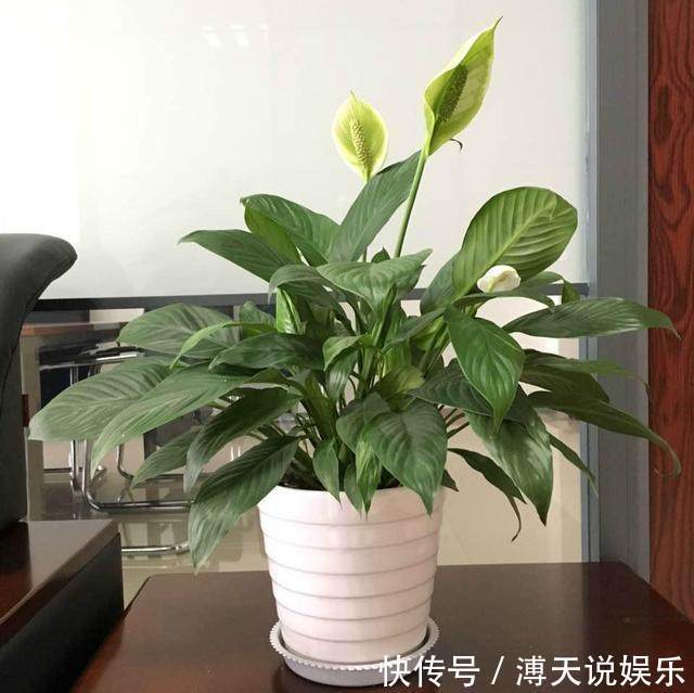 别乱养花,要养就养它,“镇宅辟邪”旺财、养人,有钱人都在养