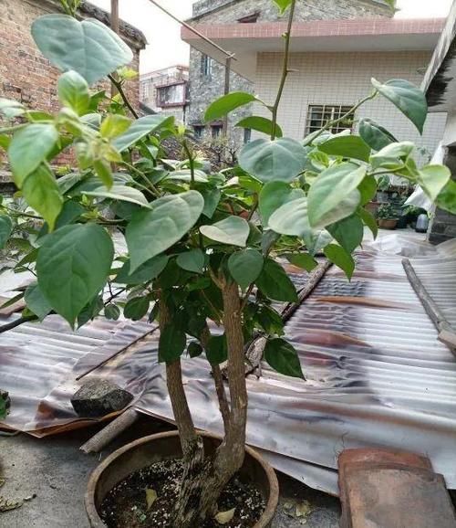 养三角梅，掌握养护四部曲，开花成球，持续爆盆！