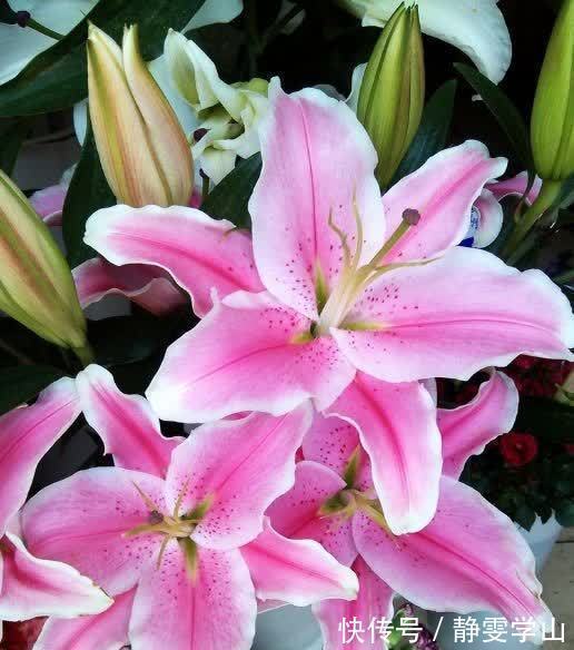 养花就养5种花，好养易活花量大，空气清香去异味，漂亮好养