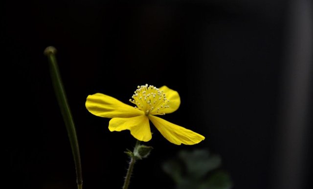 从4月25日开始 心已投降 旧爱转身 风雨相随 余生相依无悔 粉紫色