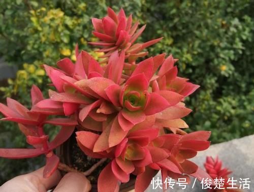 环境温度|新人练手养多肉选这几样，价格便宜，叶子晒晒太阳就成糖果色