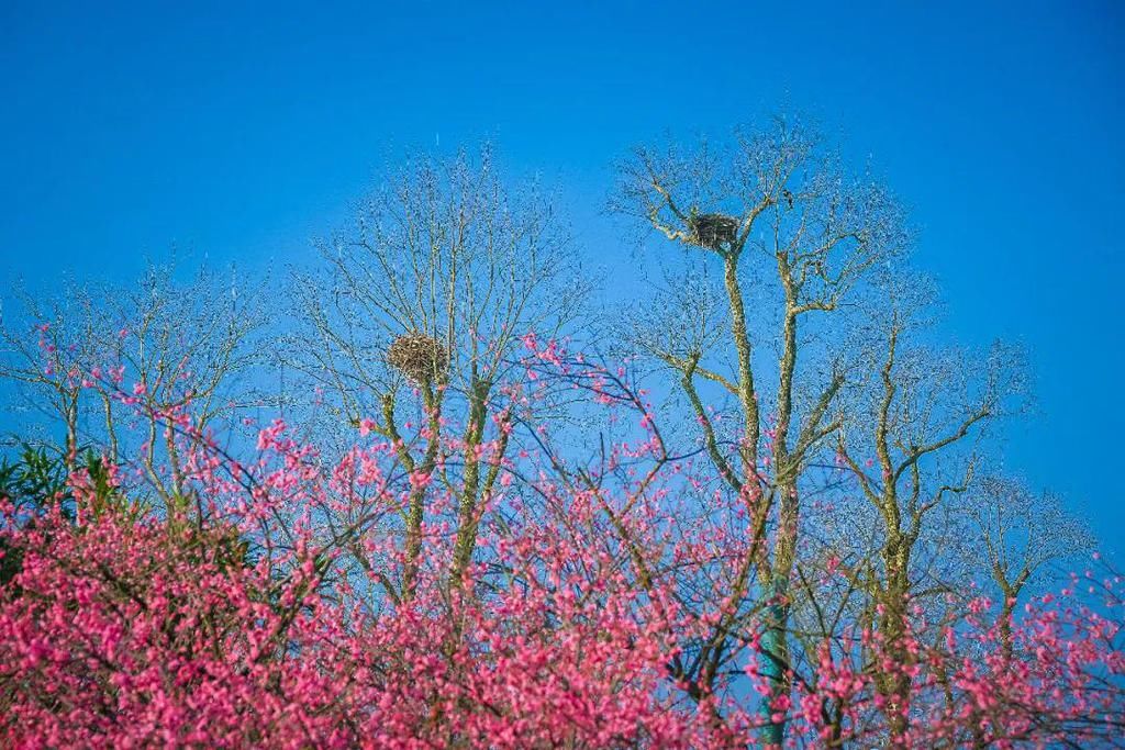 太美了！橘子洲上鲜花盛开！还有松雅湖、望月公园…错过再等一年！（大量美图）