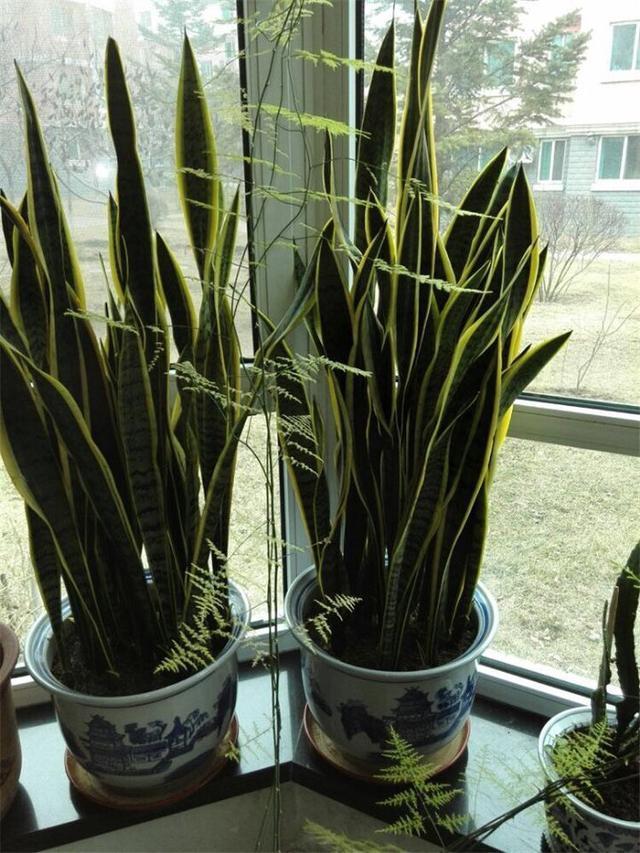 虎皮兰施什么肥2种东西丢盆里,一年不用施肥,叶厚油绿新芽多