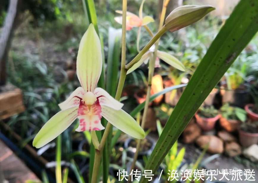 兰花|新手养兰，学会“3多3少”，兰花长得旺、常爆盆、开花多