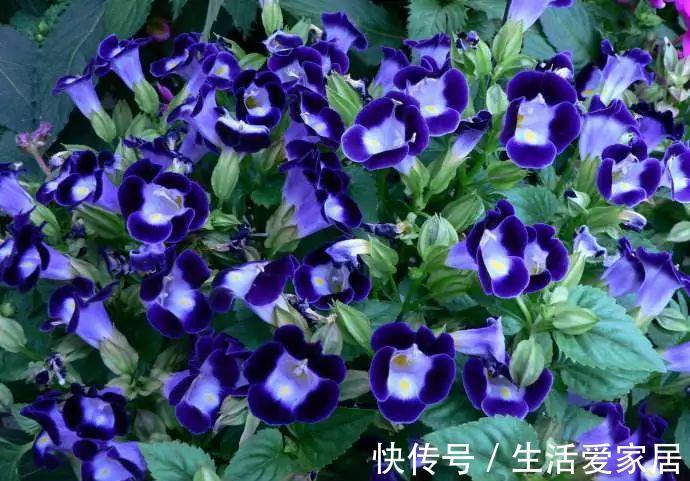 养花试试这几款,植株矮小,花朵密集,放在阳台上节省空间