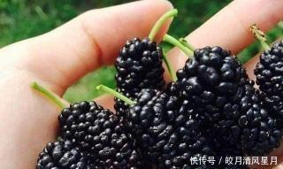 助消化|除了桑葚的五种养生功效,你还知道什么其他功能