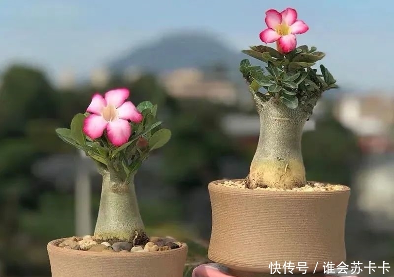 沙漠玫瑰冬天有“四怕”，避开了才能越养越精神，安全越冬无压力