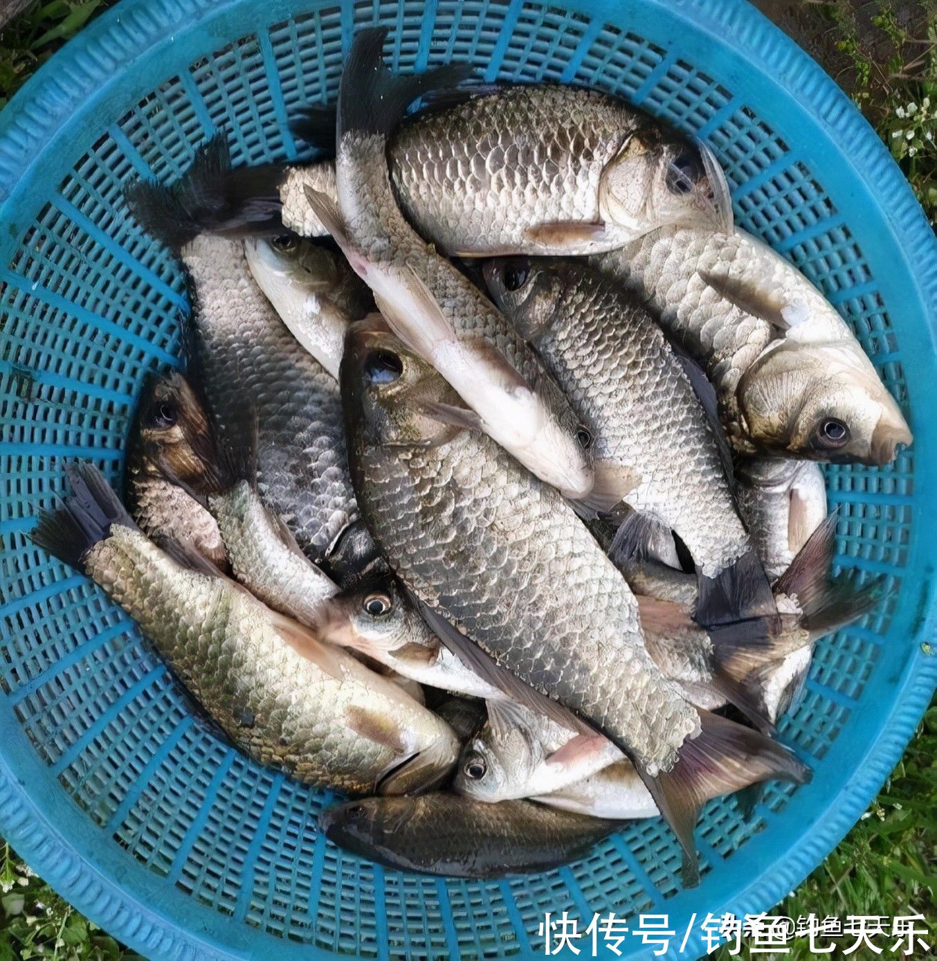 冬季鲫鱼难钓？化绍新老师给新手的几点建议