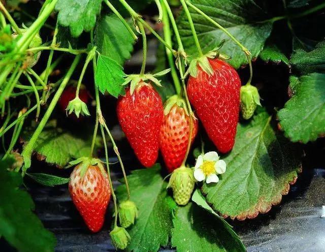 草莓叶子干枯不用怕?找到具体原因,针对性补救,叶片翠绿又光泽