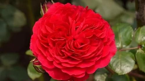 分享可以在阳台栽培的十一种藤本月季，随便一种都能让你满意