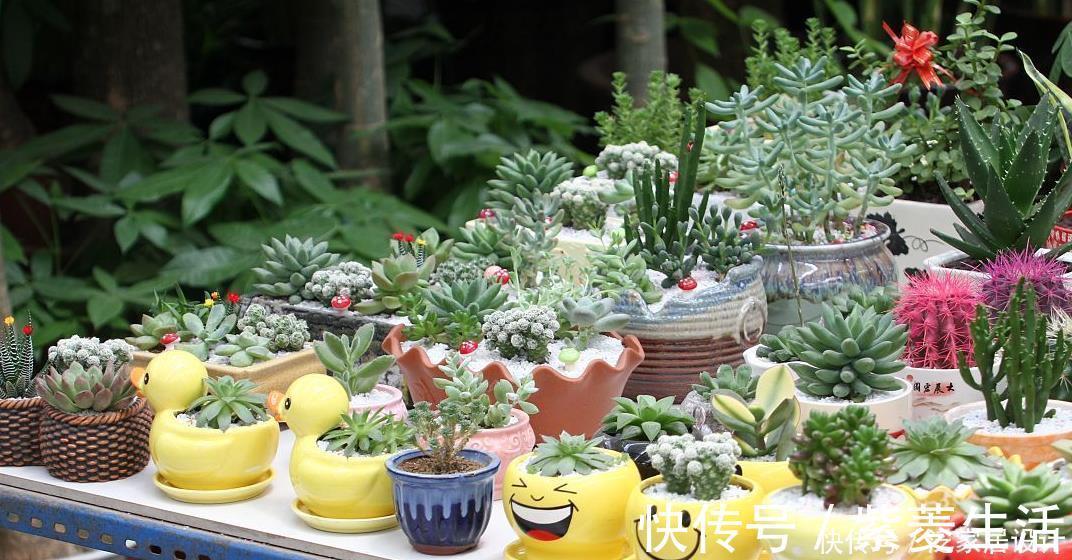 花盆|花市看到这样的“花”,再喜欢也不要买,养不久,白花钱