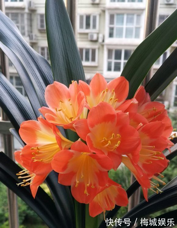 三分钟带您了解君子兰的养护技巧,君子兰开花就这么简单