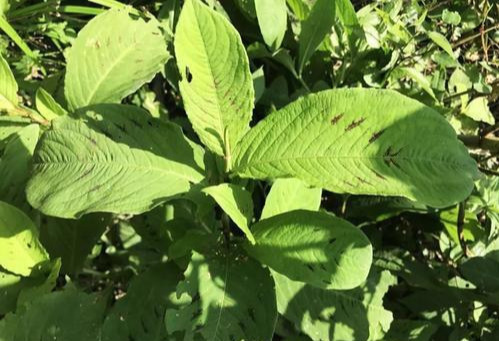 药草|野外一种“化骨草”,吃鱼卡到喉咙,吃个叶子就能好