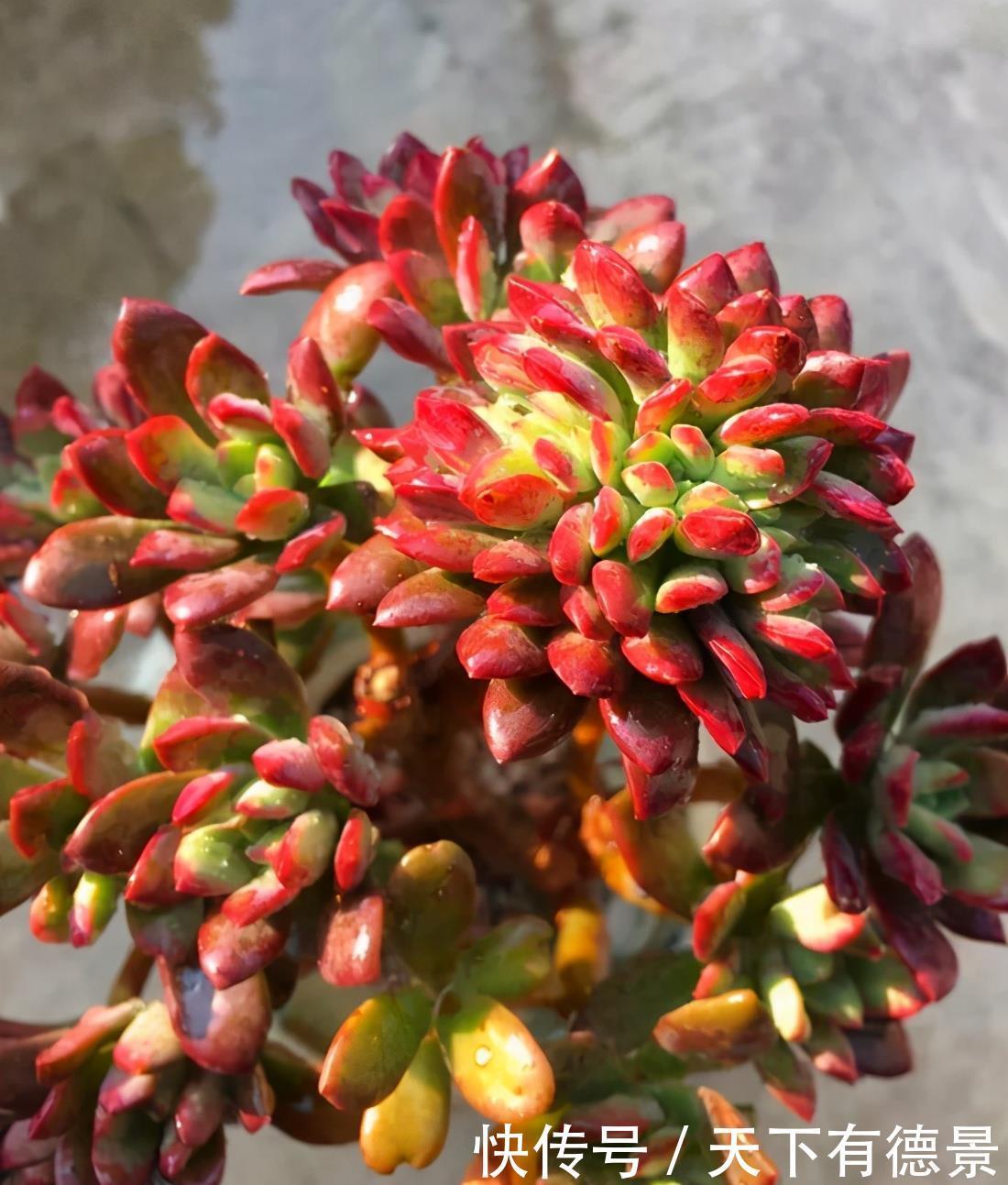 盘点多肉的日常养护,简介红稚莲、三色花月锦、拉姆雷特