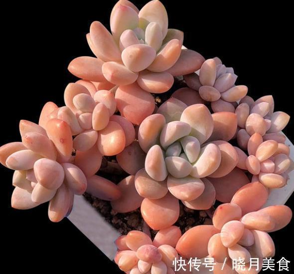 盘点5款“香香多肉”,好养好看颜值高,摆在阳台香气飘飘