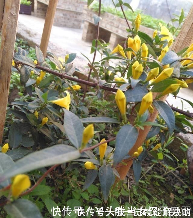 花香|家中养此花，空气清新家人健康，有阳台的一定要看看！