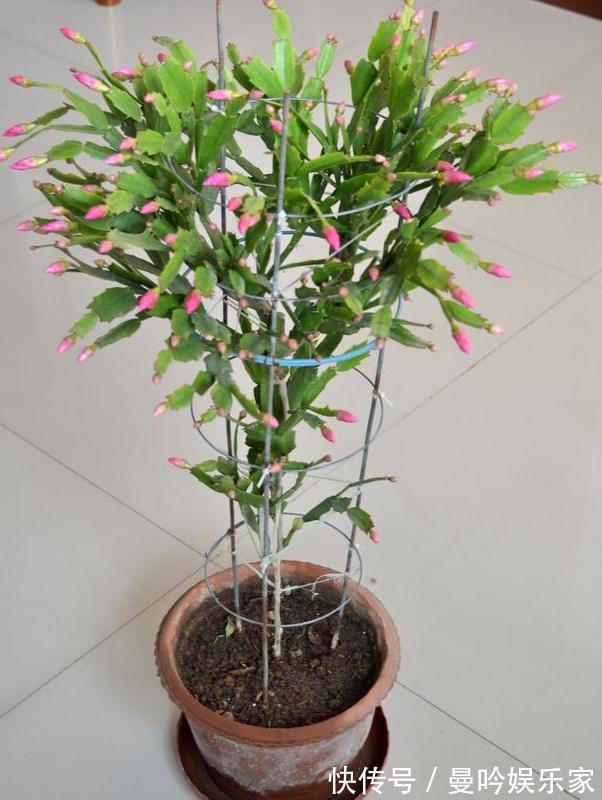 嫁接蟹爪兰该注意什么多了解3个问题,植株年年开成''花树''