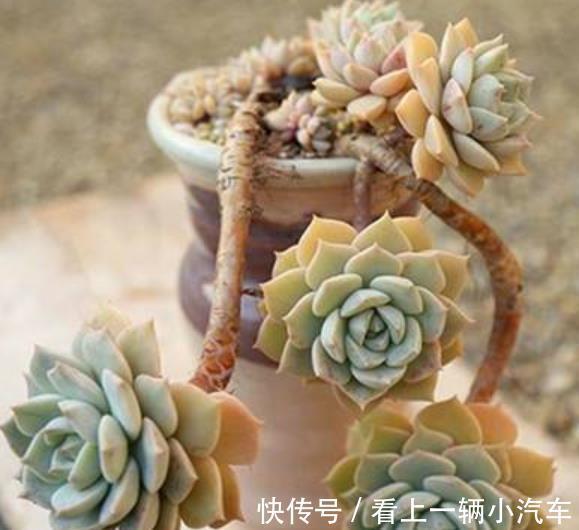 公认不好养的多肉白牡丹,改变养殖方法,长成小老桩,颇有韵味