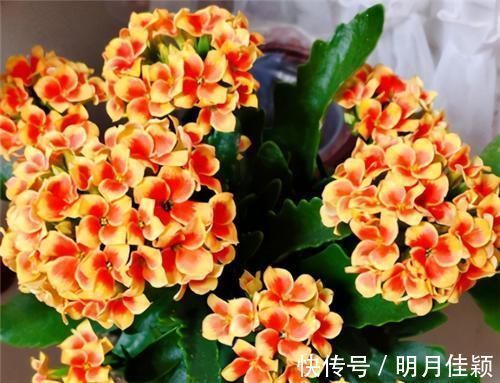 周志华|长寿花不现苞?直接“放大招”,花苞直冒,开花不断大半年