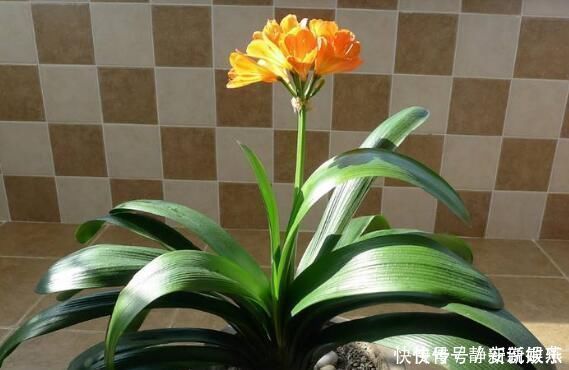 怎样养粗君子兰的基座做好4点,形似元宝,开花不愁