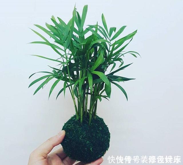 杀菌|卫生间没窗户?养此4种花,耐阴好活,关键:除臭、杀菌,空气好