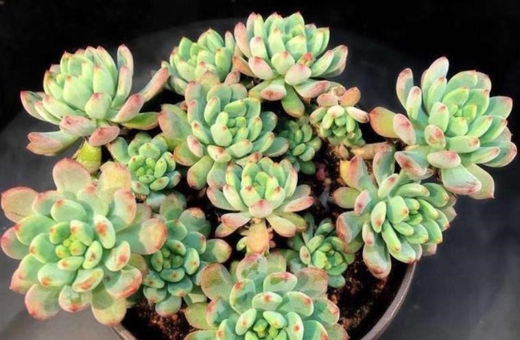 养了2年的多肉不见长?老花匠教你一招,掌握了轻松养出肉墩子