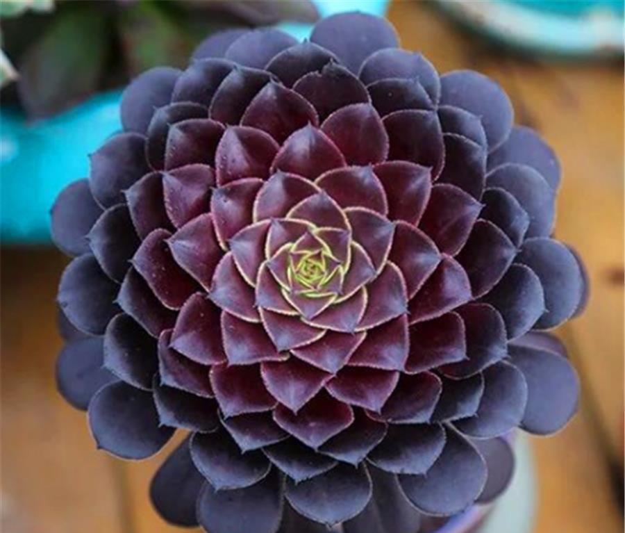 修剪|养了3年的多肉法师，狠心做了3件事，反而快速爆出一圈头