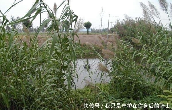 发现无人野塘，用了这个饵料，意外钓获十七斤大鲫鱼