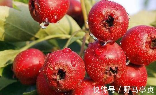 薏米|山楂和4物搭配泡水喝，连喝一个月，湿气排光光