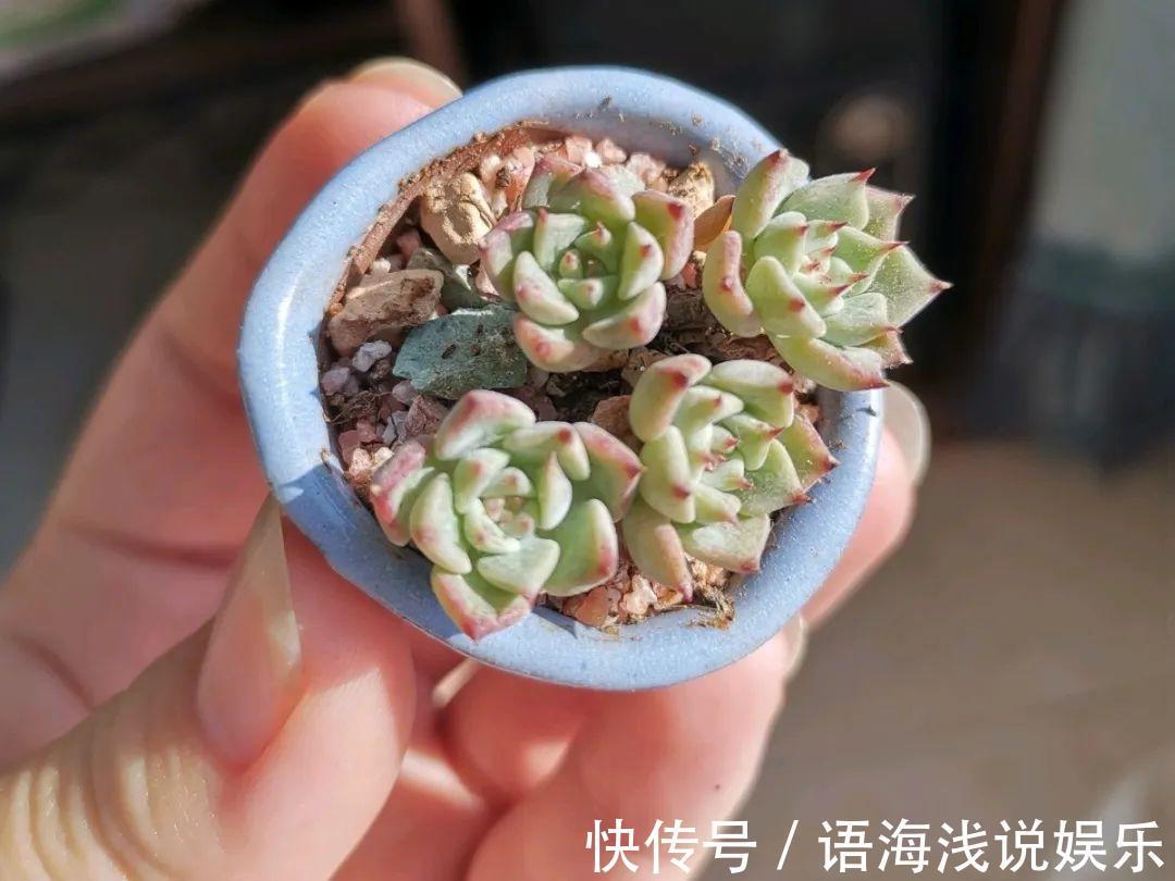 君子兰越小越值钱,养了4年,只有硬币大!