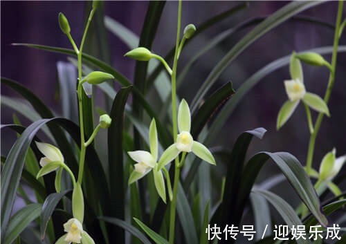 阳光|盆栽建兰如何养教你3个养护建兰的小妙招,花开淡雅又芳香