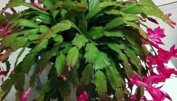 秋冬养花,家里养3种花,易管理长势旺,懒人都能养爆盆