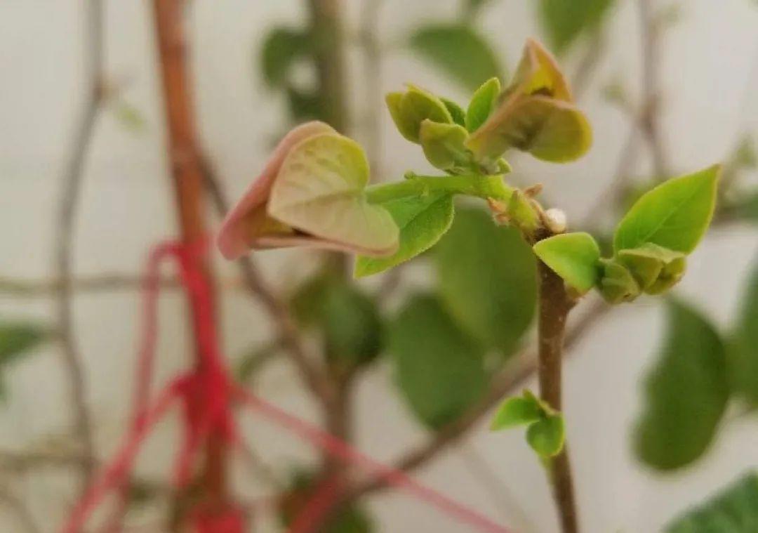 10个偏方,能省不少钱,把花养的又肥又壮