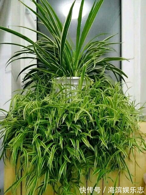 虎皮兰|不懂养花方法就养4种花,只管浇水,松松长到爆盆