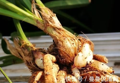 分蘖|促使兰花发芽的方法，离不开3个要素，20天就见效