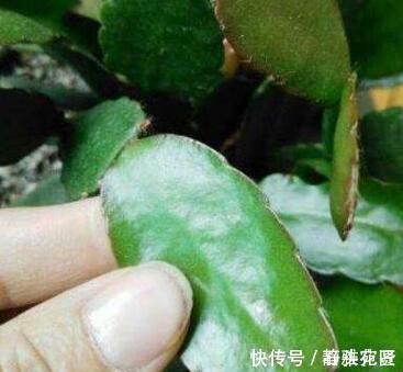 她繁殖蟹爪兰，就用1把“梳子”，3周长出“胡须根”