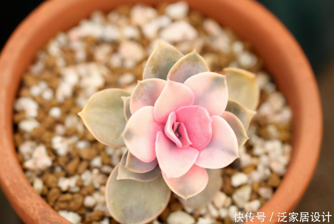这些多肉新手买一盆死一盆,已被肉友拉进“黑名单”,买了浪费钱