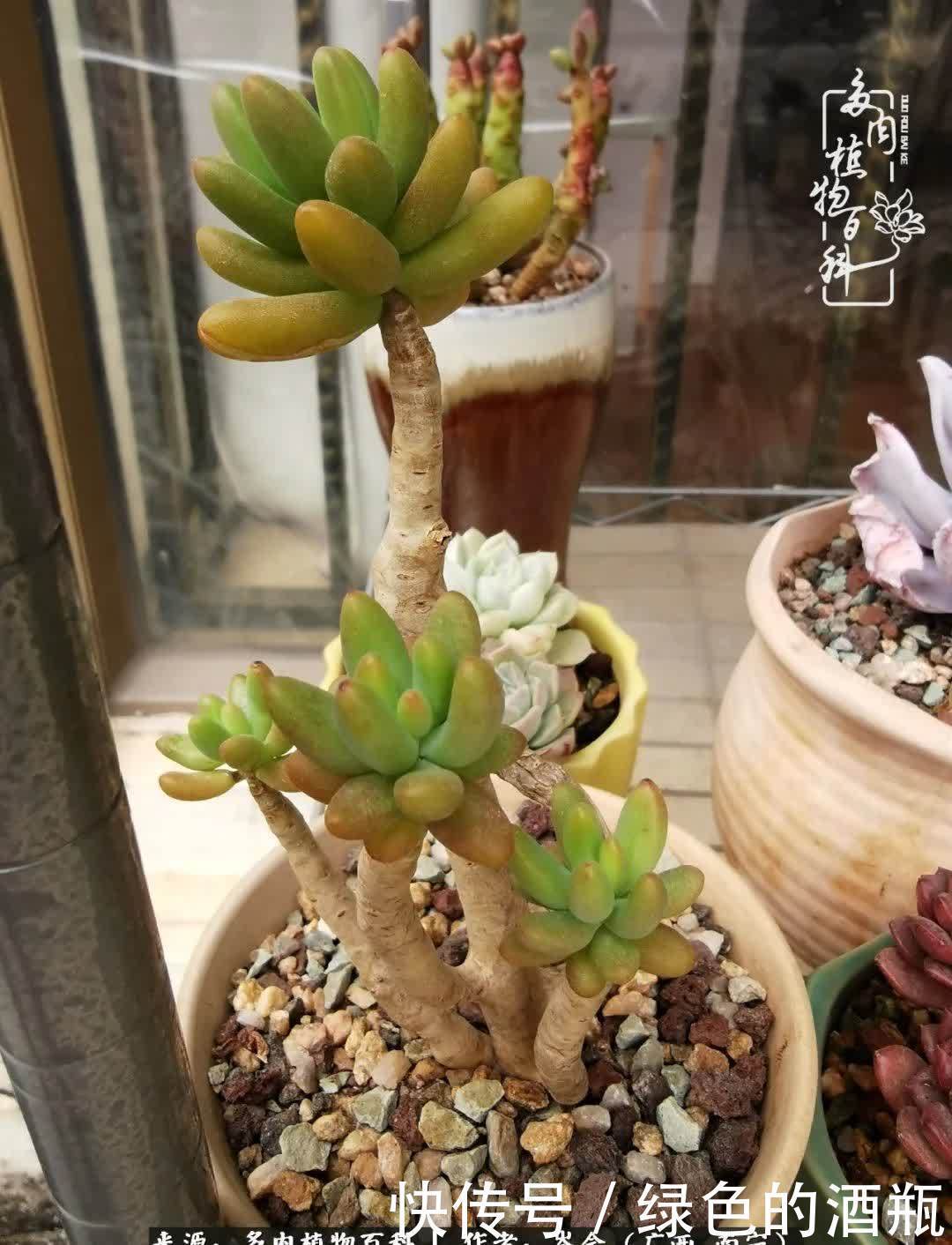 无关利益,不计得失,多肉给了我不一样的感受温暖的方式