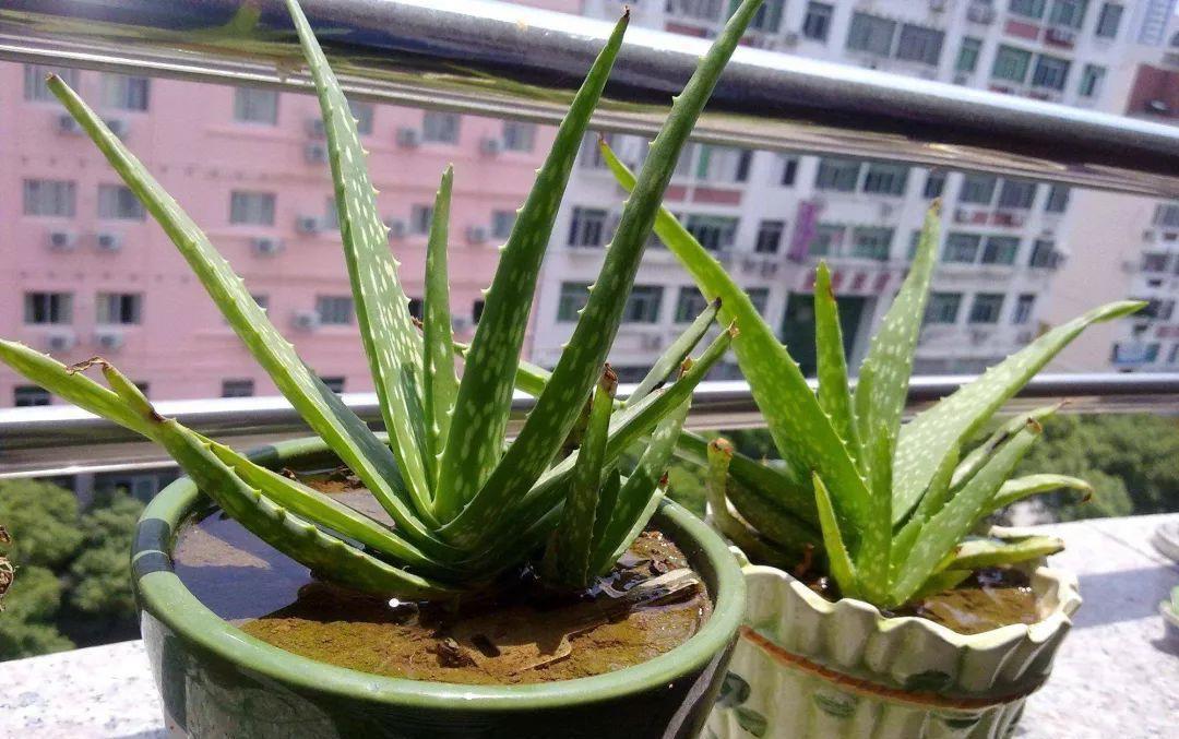养芦荟记住以下7点,叶片翠绿肥厚,一年养爆盆