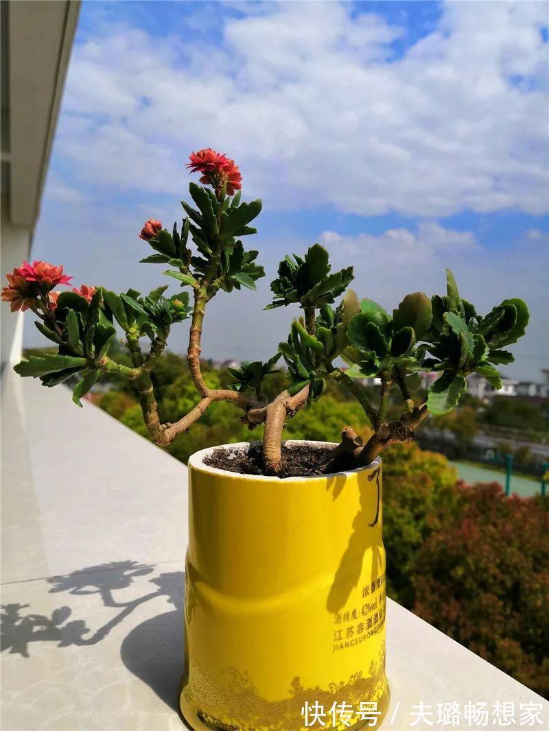 酒瓶种长寿花，阳光晒够了，3个月变老桩！