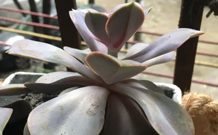 阳台上|多注意这3点，盆栽多肉紫珍珠，夏季茎叶根不化水腐烂