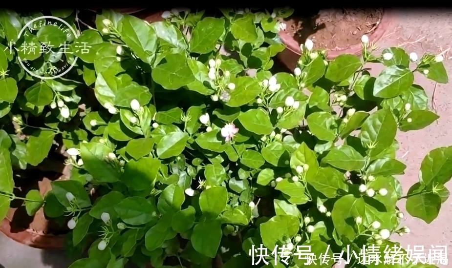 回家|茉莉花买回家，花苞掉光不开花或许你第一步就做错了