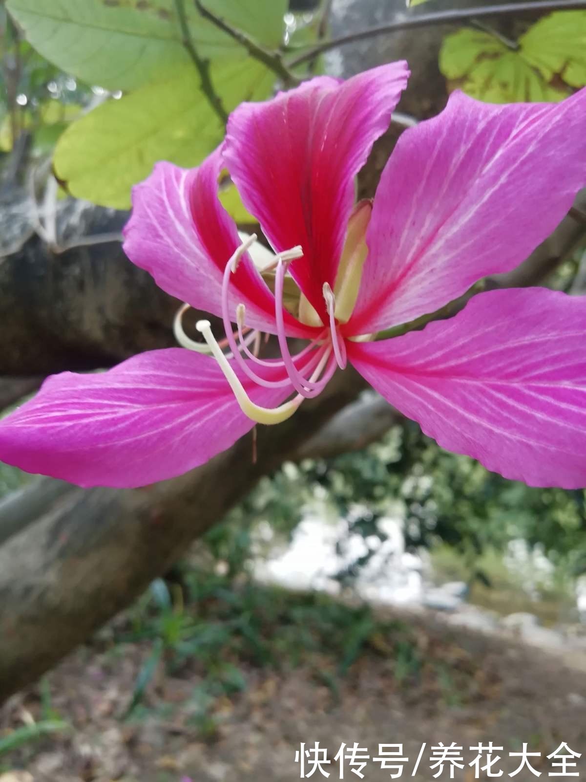 马蹄莲|不同生肖，幸运花也不同，你的幸运花是哪种