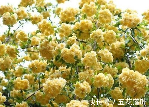 院子再小，也要养棵它，花朵娇艳，香气醇厚，左邻右舍都说香！