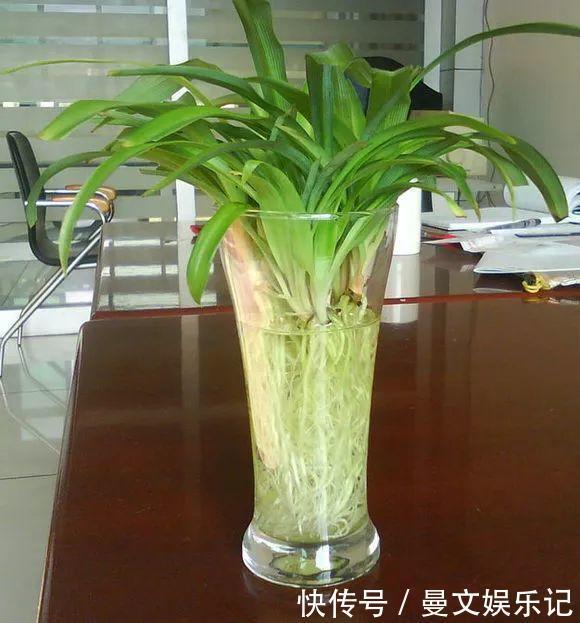 这4种花，不用土只用水，就能养成绿窗帘！