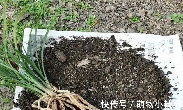 为什么说用细植料养兰花,更容易服盆成活?