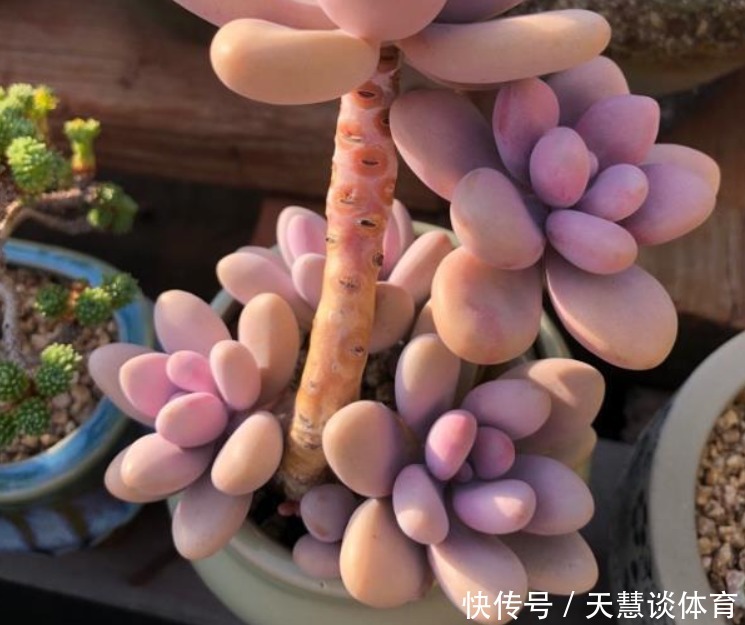 多肉植物|多肉爱喝2种“肥水”，一月给2次，叶子胖嘟嘟，养成“小胖墩”