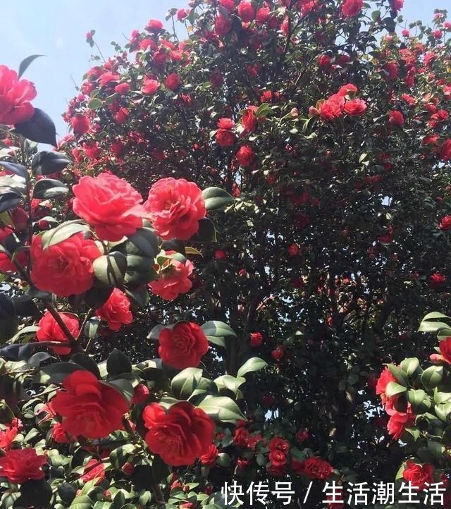 50年的桂花树,卖了5万块钱,大家觉得值吗!